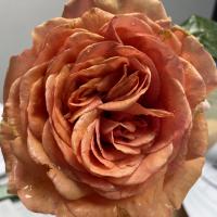 troqueur molly38 , sur mytroc